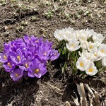 大鵬 - ♬君が好〜きだった〜クロ〜ッカスの花を、ボ〜クは探し〜ていたんだよ〜♬