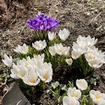 大鵬 - ♬花は花は花は〜遅か〜った〜、バカやろ〜♬