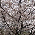 Bai Mmi Sando Icchi - 西戸山公園の桜、残念ながら結構散ってました。