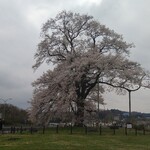 道の駅 安達 智恵子の里 - 道の駅の敷地に聳える「万燈桜」が満開でした。