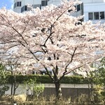 Izugiku - 店の前の桜