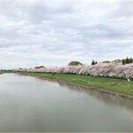 二葉 - '23/03/27 ゆりのき橋から