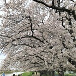 二葉 - '23/03/27 桜のトンネル