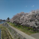 天野茶店 - 桜がきれいでした