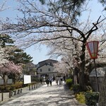 Amano Chaten - 川沿い桜〜