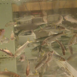 鮎知 - 店内の水槽で元気良く泳ぐ鮎