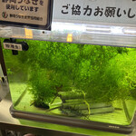 ゆうすげ - 鰻の稚魚の水槽！