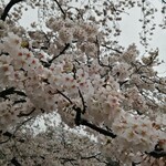 REI - 井の頭公園の桜を愛でる…曇り空でした｡❀·̩͙꙳｡