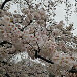 創作中華 China Dining 麗 - 井の頭公園の桜を愛でる…曇り空でした｡❀·̩͙꙳｡