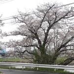 TAMAGAWA DINER - 多摩川ダイナー前の桜
