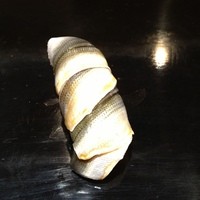 寿し処 寿々 - 三河のコハダ、最高です！
