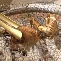 京都 吉兆 嵐山本店 - 