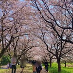 トラットリア エ ピッツェリア アミーチ - 福岡堰さくら公園3