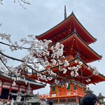 京都宇治金時や - 清水寺：三重塔の前の桜は開花