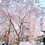 スターバックス・コーヒー - 3月末に伺った隣の六角堂は枝垂れ桜が綺麗でした✨