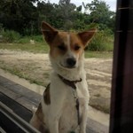 琉宮 - 庭にいるマスコット犬(?)、シロ。とても可愛い。