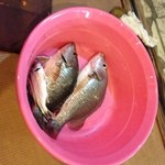 琉宮 - 島人のしげちゃんが釣ったマングローブダイ。まだピチピチしており、この後に刺身で頂きました。