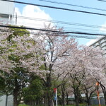 ラーメン二郎 - 近くで咲く桜