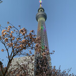 塩パン屋 パン・メゾン - スカイツリーと桜