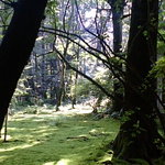 カフェ ラフィーネ - 苔の庭その１．