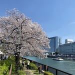 屋形船 大喜丸 - 2023年天満橋の桜
