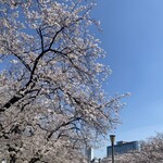屋形船 大喜丸 - 2023年天満橋の桜