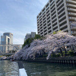 屋形船 大喜丸 - 今日は満開です!