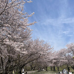 菜食自然食 喜心 - 宮川堤の桜