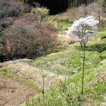 らーめん酒場　呑気 - 