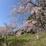 京カントリークラブ - 桜シーズン