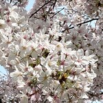 天寿し - すぐ近くの米町公園の桜