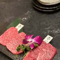 PONGA PREMIUM - 