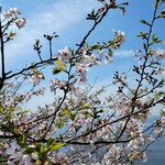 レ ファーブル ボンジュール - ソメイヨシノ