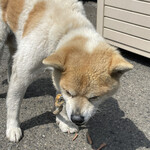 串焼き BUBU-TON - 