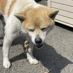 串焼き BUBU-TON - 