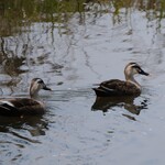 中華そば 先﨑 - お馴染みのカルガモ