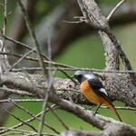 中華そば 先﨑 - 冬鳥ジョウビタキ