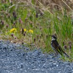 中華そば 先﨑 - 冬鳥ツグミ