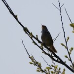 中華そば 先﨑 - 春の風物詩ウグイス