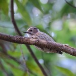 中華そば 先﨑 - ちっちゃなキツツキのコゲラ