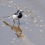 中華そば 先﨑 - 水戸の市鳥ハクセキレイ