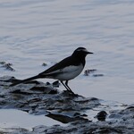 中華そば 先﨑 - 水辺のセグロセキレイ