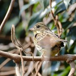 中華そば 先﨑 - 漂鳥のアオジ