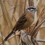 中華そば 先﨑 - 葦原でよく見かけるホオジロ