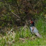 中華そば 先﨑 - 国鳥キジ