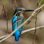 中華そば 先﨑 - 渓流の宝石カワセミ