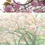 パティスリー SATSUKI - 