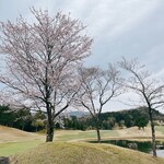 ゴールド福井カントリークラブ - 桜舞い散ってました