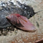 千葉たかおか - 鯵