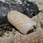 千葉たかおか - スミイカ